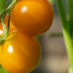 Tomates F1 : 9 variétés au top pour des récoltes savoureuses