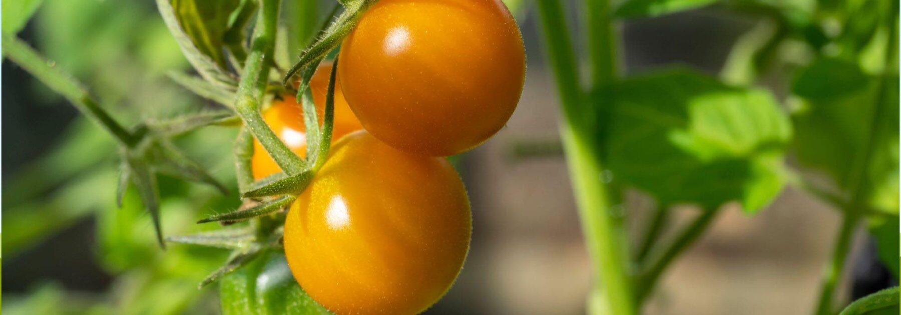 Tomates F1 : 9 variétés au top pour des récoltes savoureuses