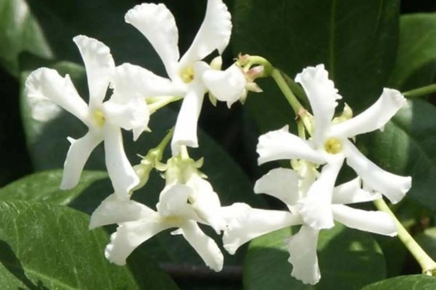 faux jasmin