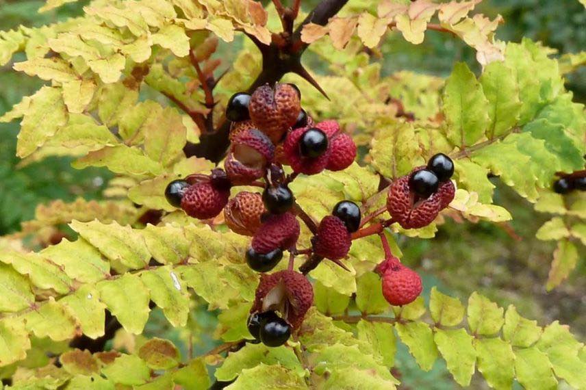 Zanthoxylum piperitum