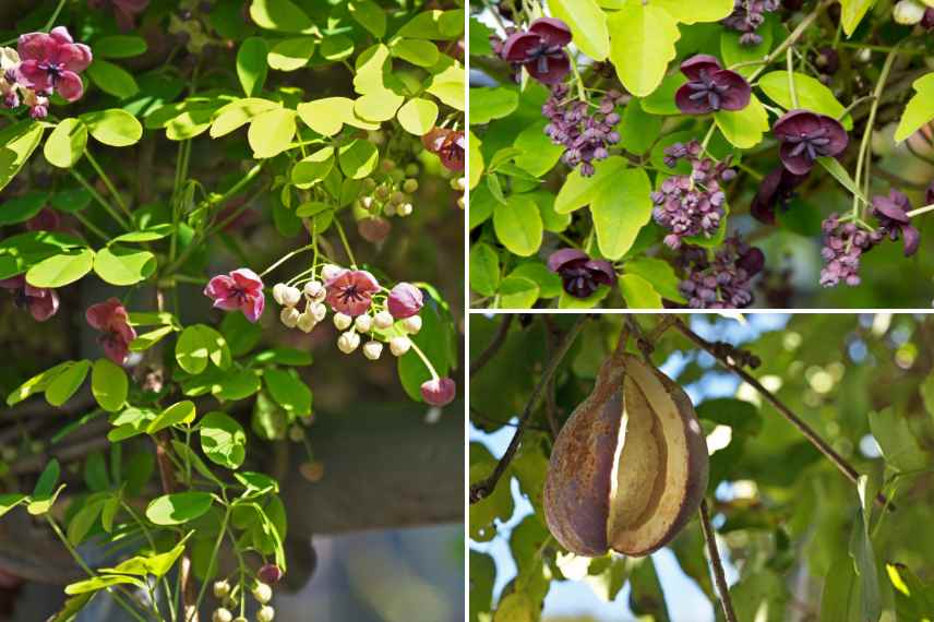 Akébie floraison fruits