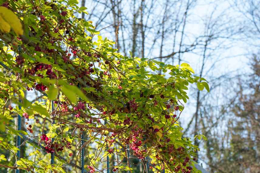 Une plante volubile et gracieuse