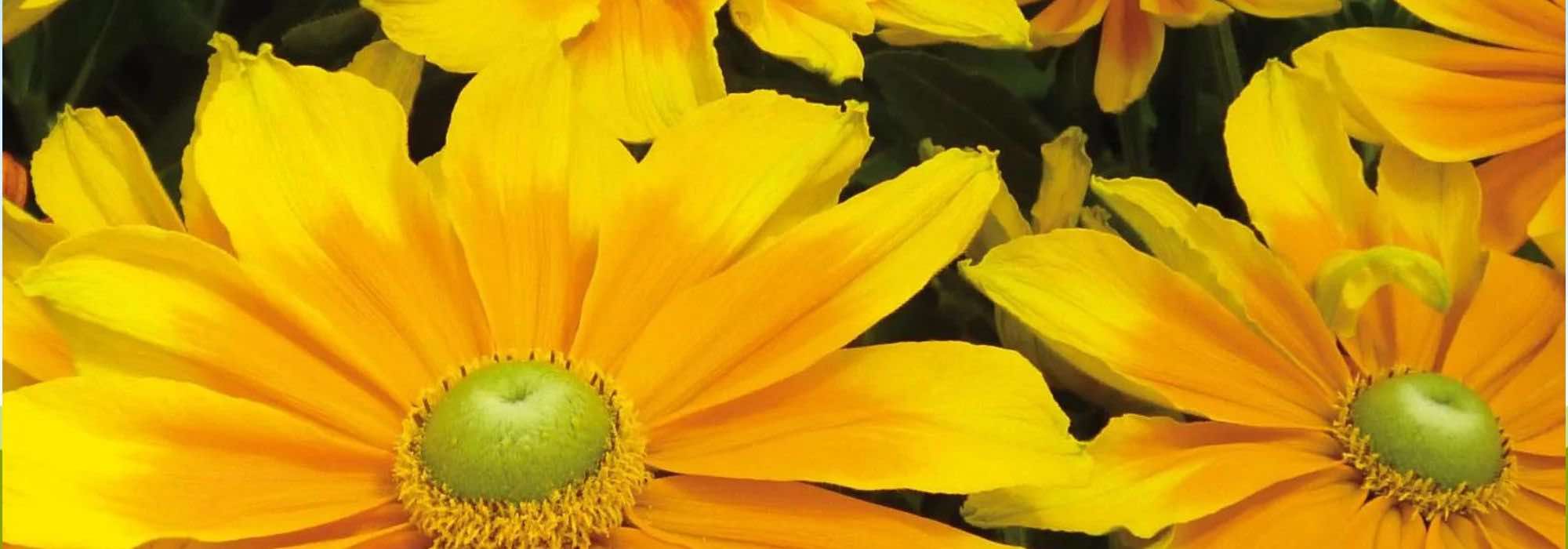 7 annuelles à fleurs jaunes pour réveiller votre jardin