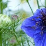 5 plantes annuelles pour un jardin fleuri au printemps