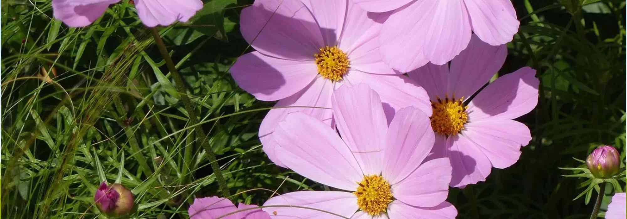 Plantes annuelles à fleurs roses : douceur et fraîcheur au jardin !