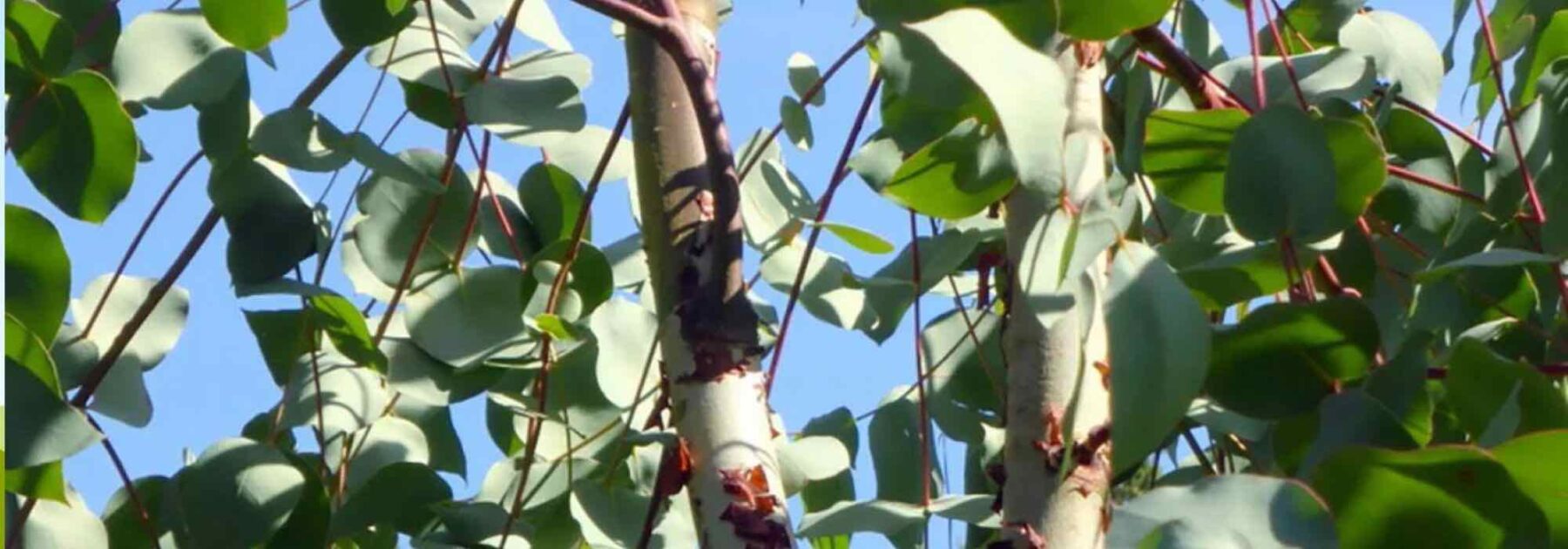 7 arbres d’ombrage incontournables pour se protéger du soleil cet été