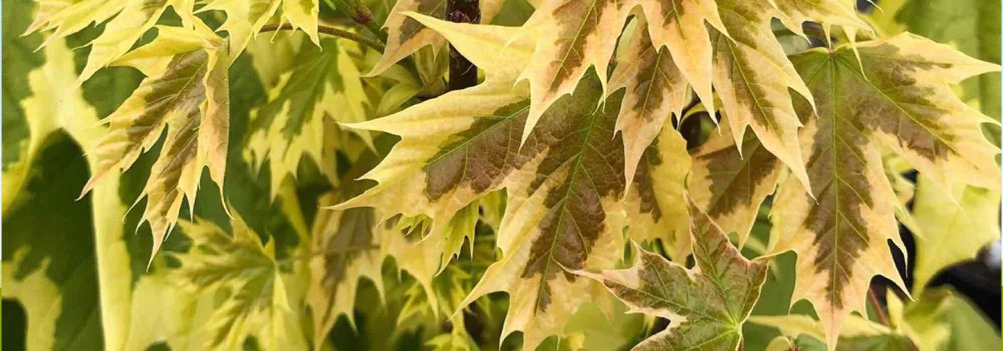 7 arbres à feuillage panaché pour un jardin éblouissant