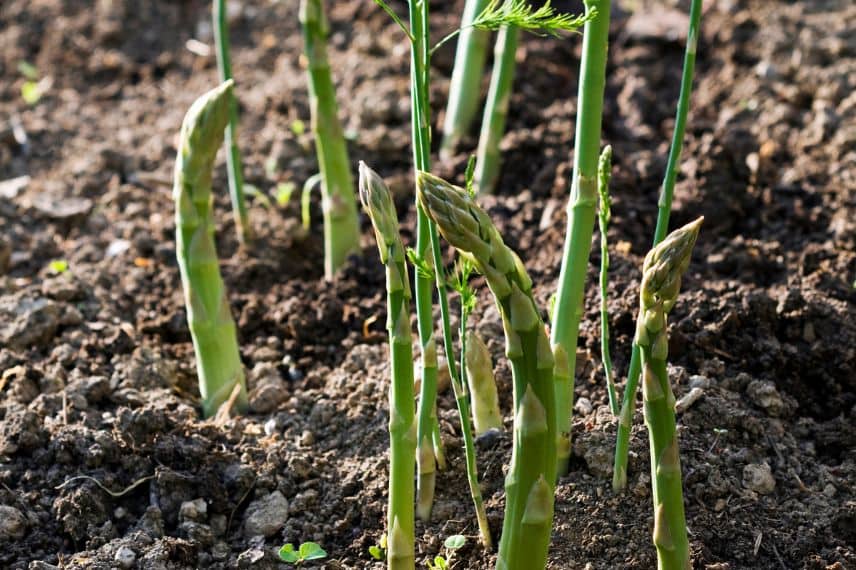 les asperges