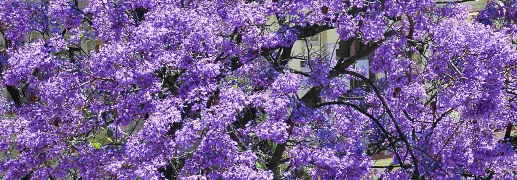 5 belles idées d'associations avec le Paulownia