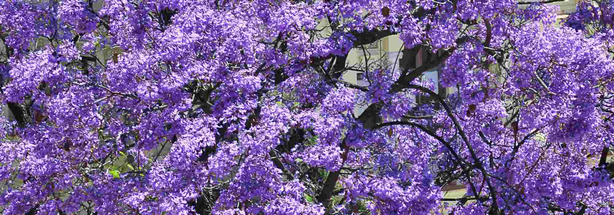 5 belles idées d'associations avec le Paulownia