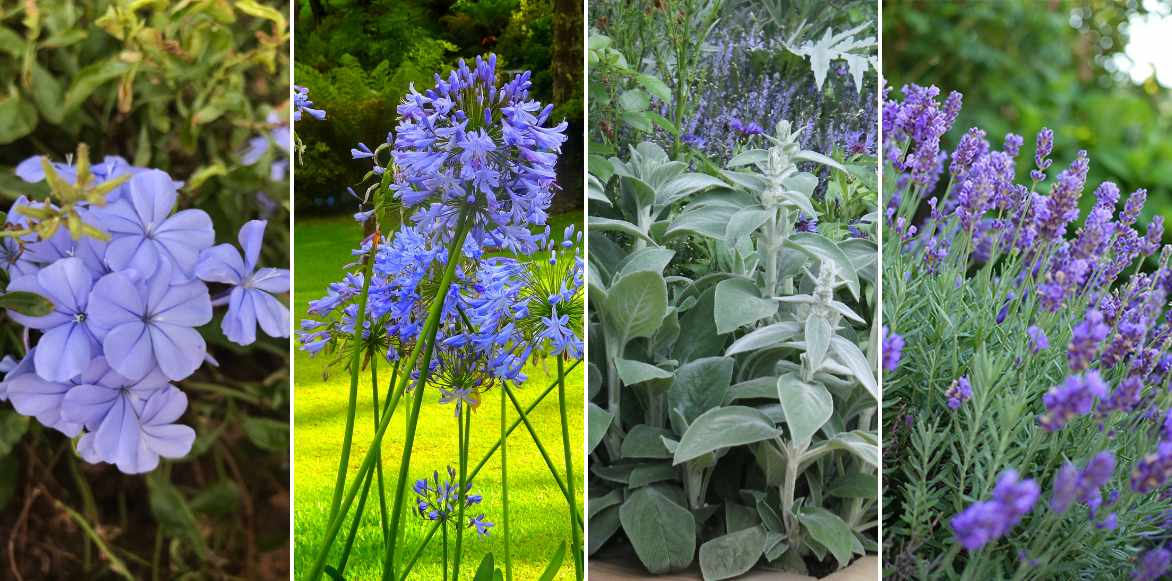 associer le plumbago, plumbago massif