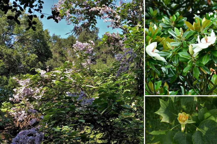 comment associer un Paulownia