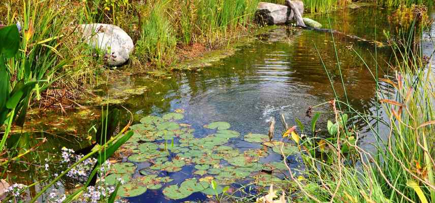 plantes aquatiques et ecosysteme biotope