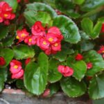 Cultiver le bégonia en pot pour une floraison spectaculaire