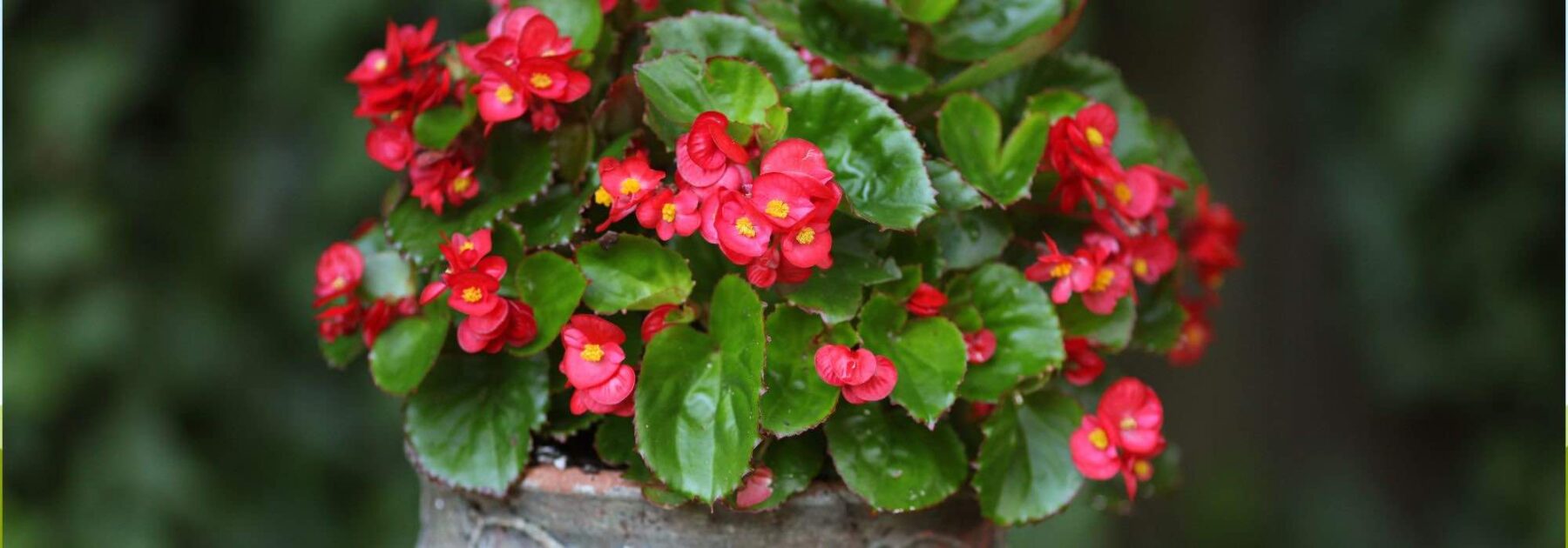 Cultiver le bégonia en pot pour une floraison spectaculaire