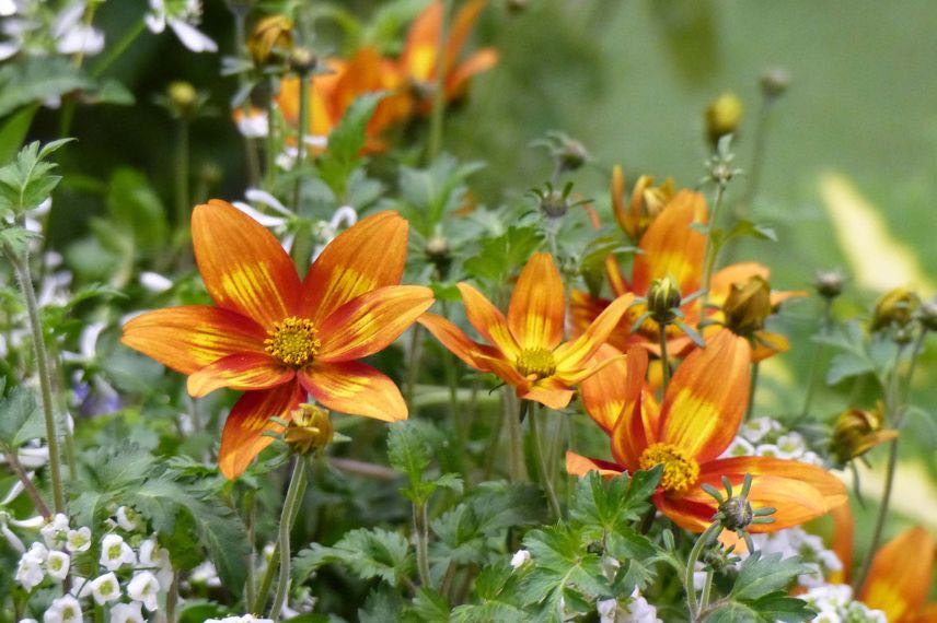 fleurs bidens