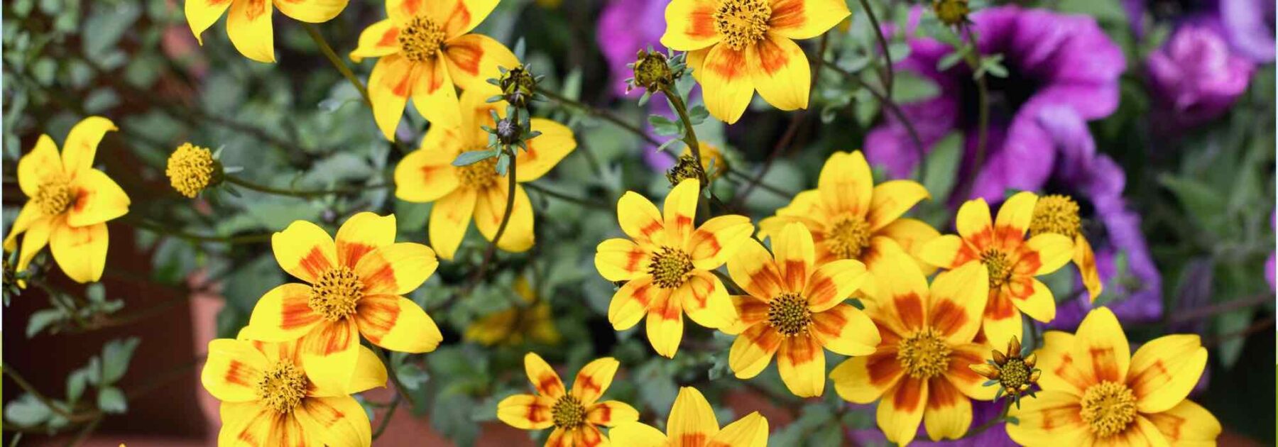 Cultiver le bidens en pot pour des fleurs éclatantes