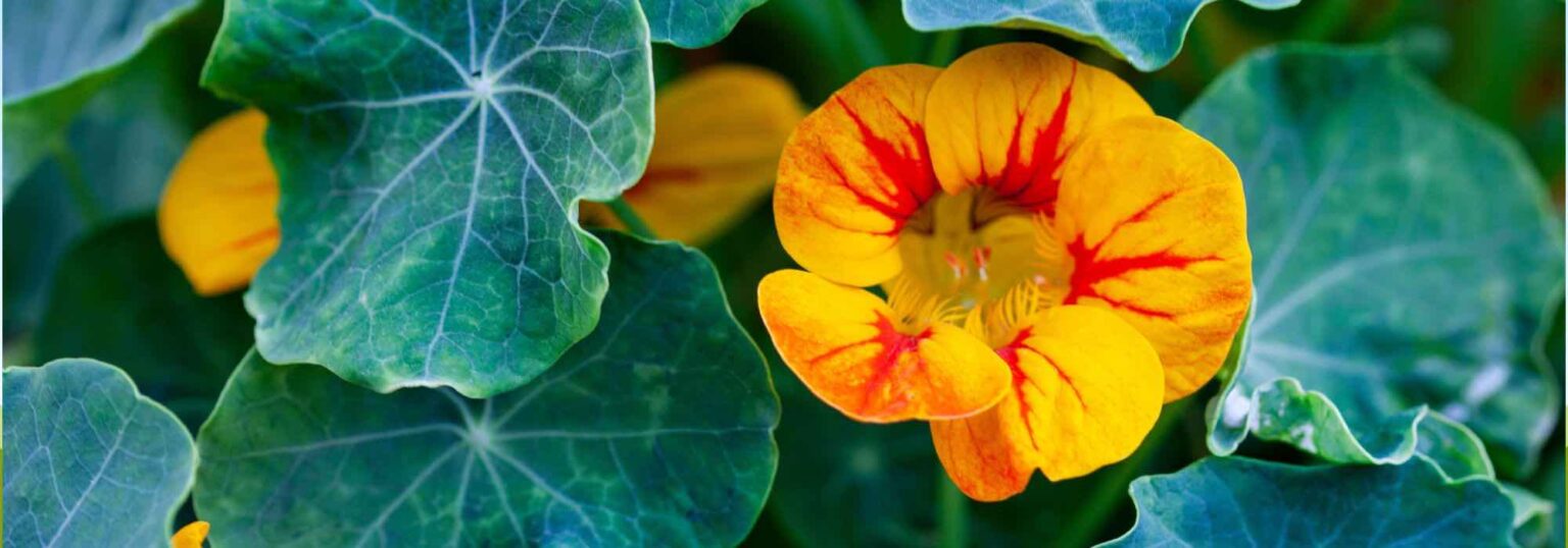 Comment planter la capucine en pot - Promesse de Fleurs