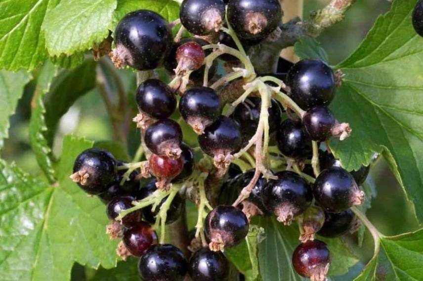 cassissier noir de bourgogne saveur fruits
