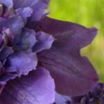 7 clématites à fleurs doubles pour une floraison spectaculaire