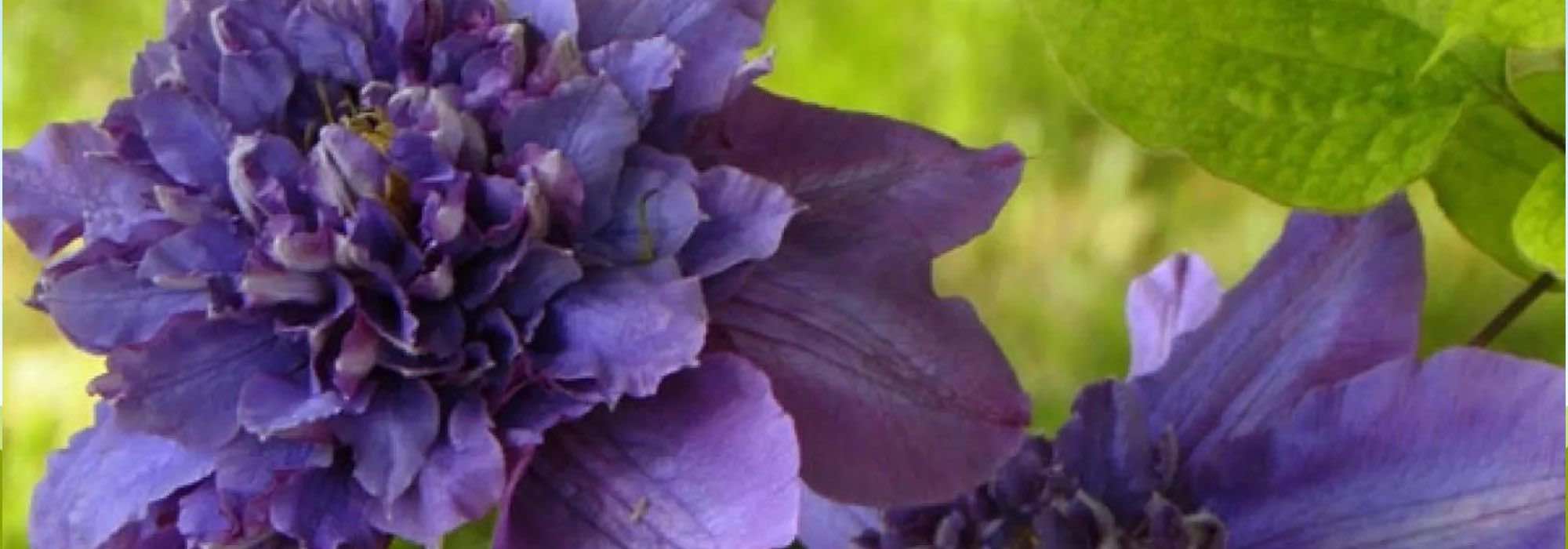 7 clématites à fleurs doubles pour une floraison spectaculaire