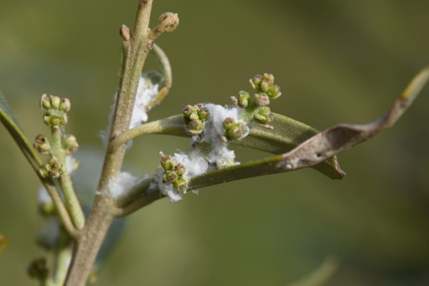 cochenilles farineuses sur tiges