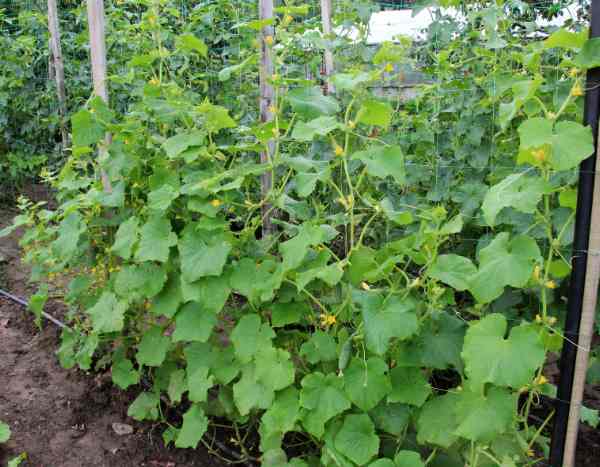 Concombre au potager : comment les cultiver verticalement ?