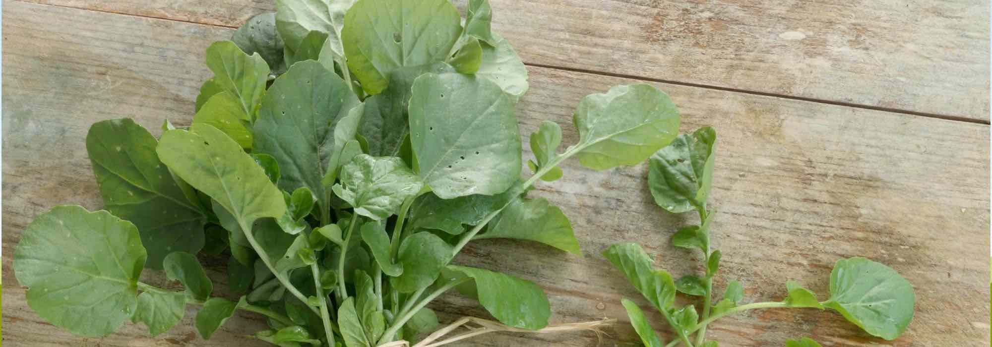 Cultiver du cresson en pot sur votre balcon