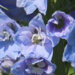 Cultiver le delphinium en pot pour une floraison grandiose