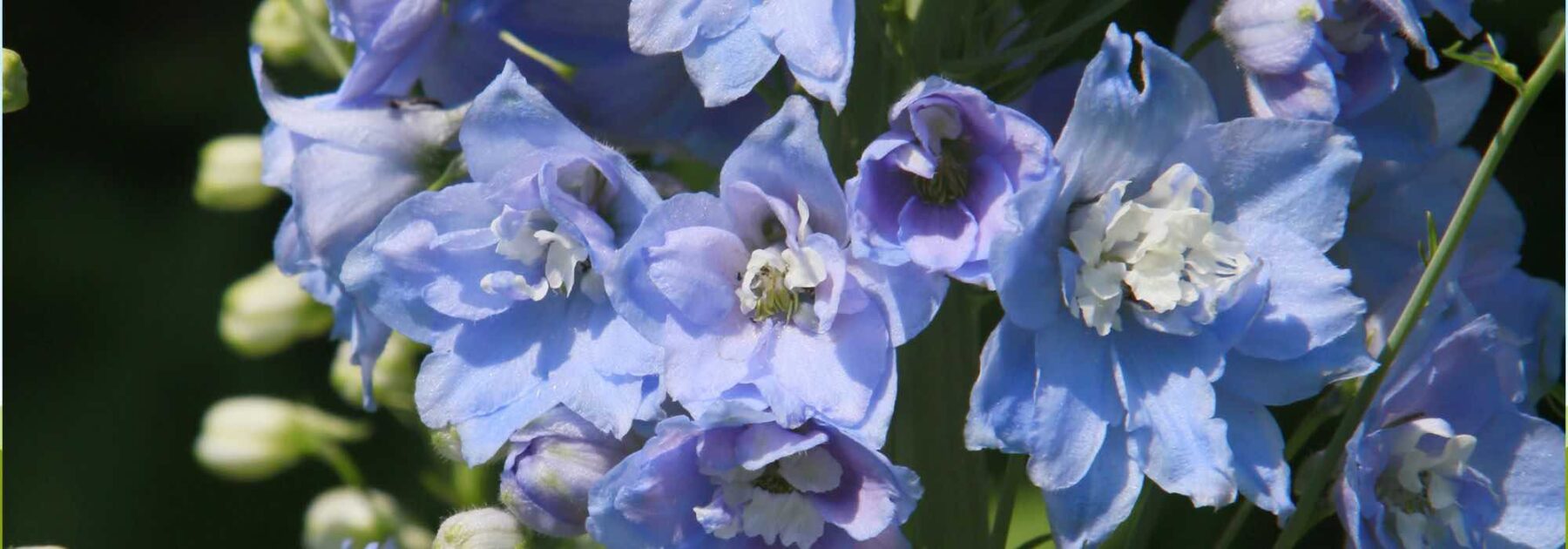 Cultiver le delphinium en pot pour une floraison grandiose