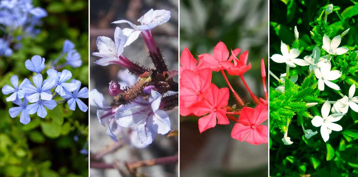 couleurs differentes de Plumbago