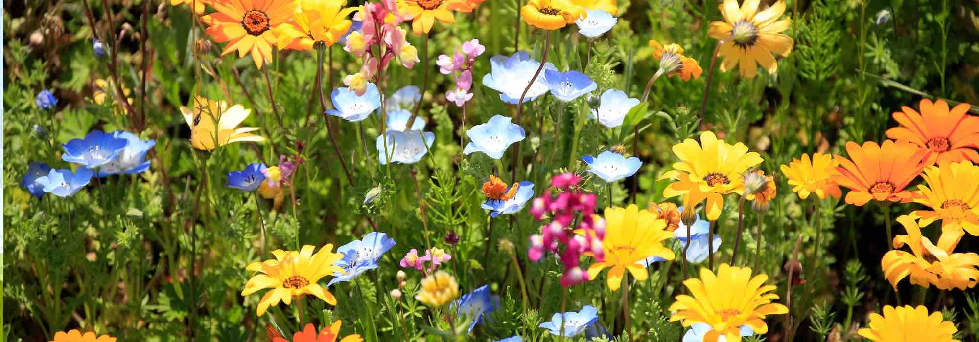 Et si vous aménagiez un jardin de fleurs coupées inspiré des fermes florales ?