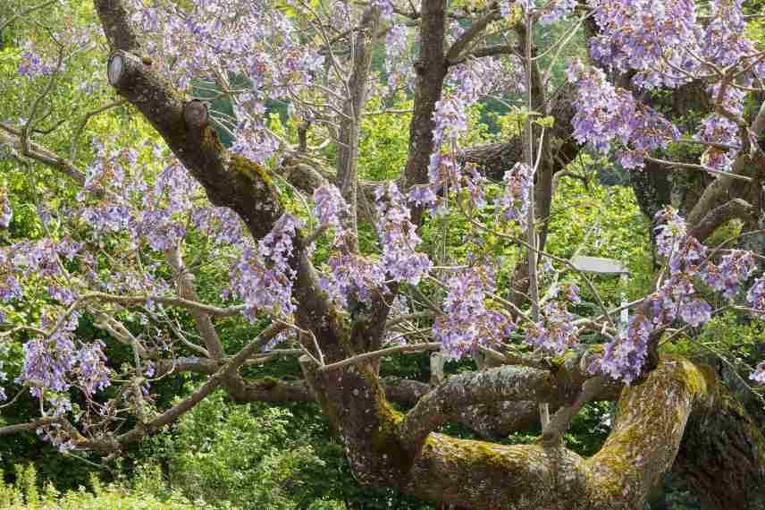 paulownia maladies