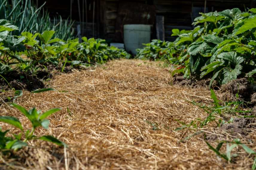 foin paillage inconvénients 