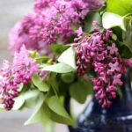 Lilas parfumés : comment forcer la floraison pour des bouquets envoûtants ?