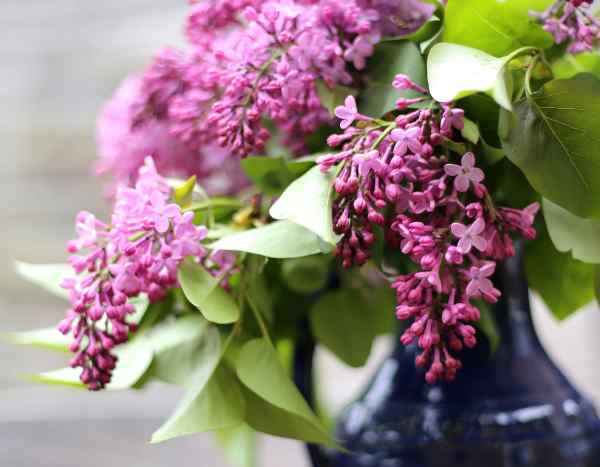 Lilas parfumés : comment forcer la floraison pour des bouquets envoûtants ?