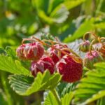 La fraise des bois : un trésor menacé