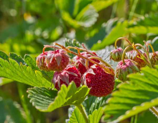 La fraise des bois : un trésor menacé