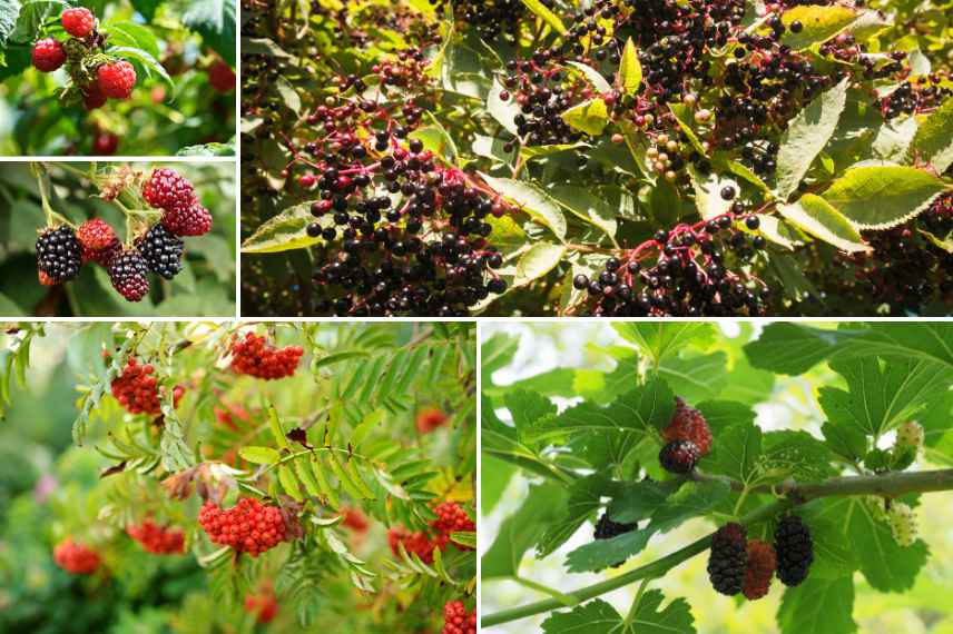 fruitiers cultivés jardin pour poules