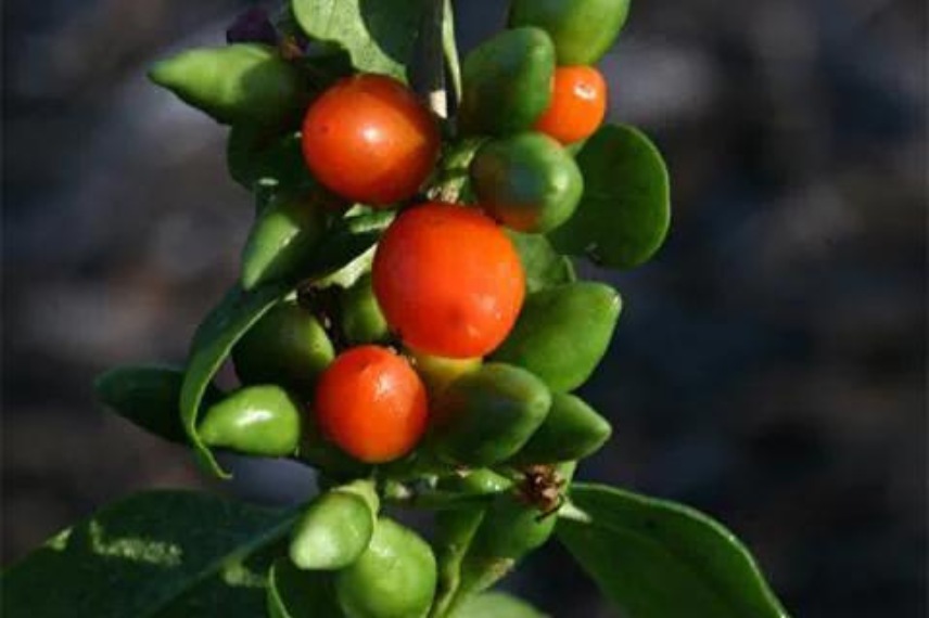 goji lyciet de barbarie variété gros fruits