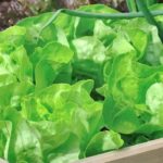 Les 8 meilleures plantes compagnes pour les salades