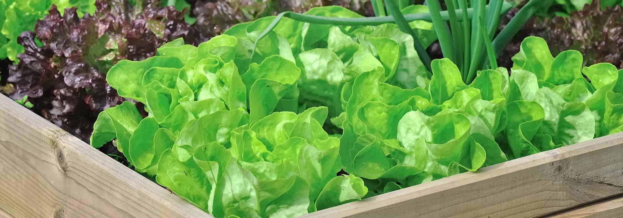 Les 8 meilleures plantes compagnes pour les salades