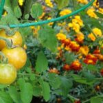 Les 10 meilleures plantes compagnes pour les tomates