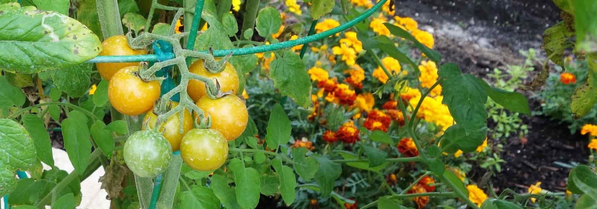 Les 10 meilleures plantes compagnes pour les tomates