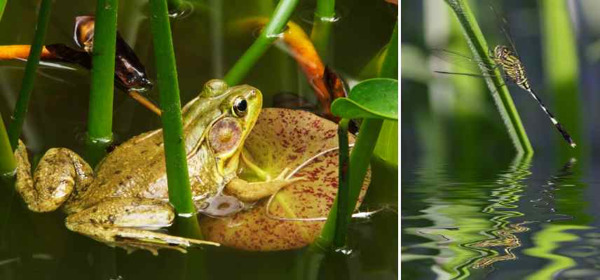 ecosysteme biotope bassin avec plantes vegetation