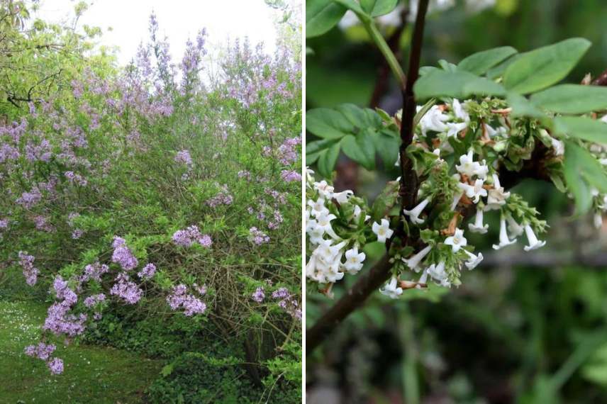 lilas syringa feuillage original