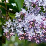 Lilas - Syringa : les variétés les plus parfumées