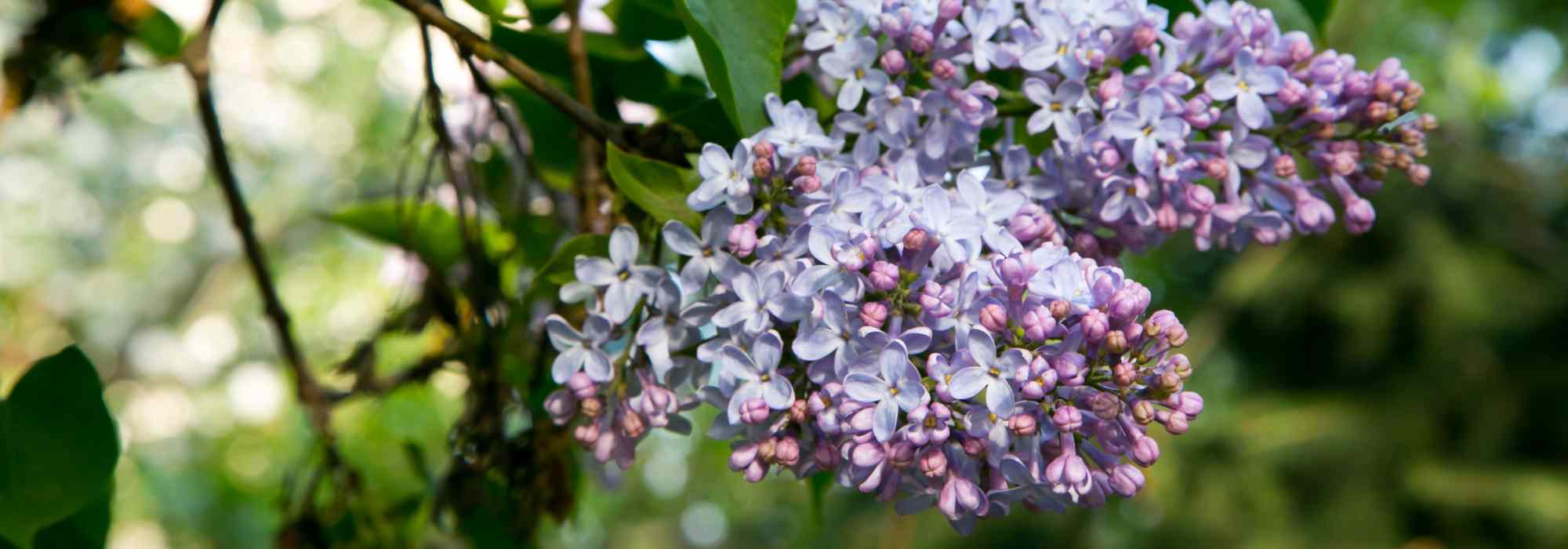 Lilas - Syringa : les variétés les plus parfumées