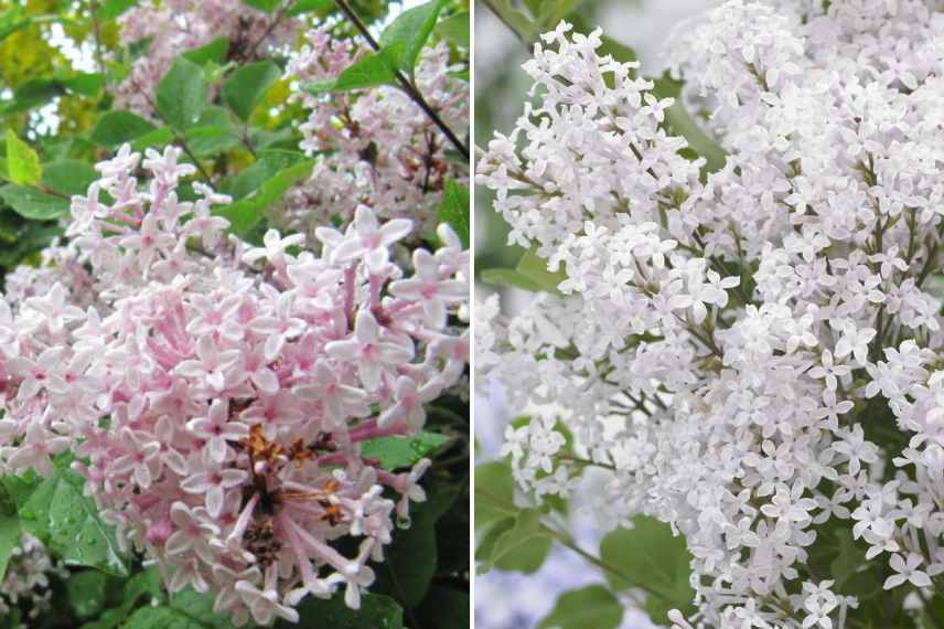 Syringa meyeri parfum