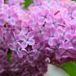 Lilas résistants à la sécheresse : faites le bon choix !